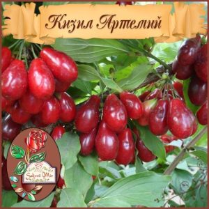 Кизил Артемий