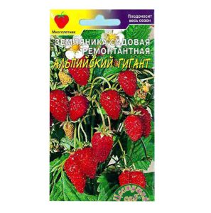Клубника Альпийский гигант