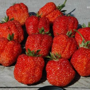 Клубника Большая Медведица