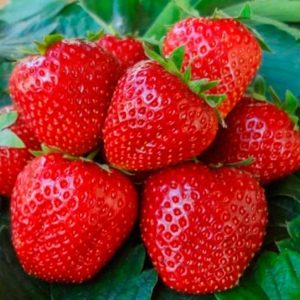 Клубника Боровицкая
