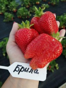 Клубника Брилла