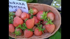 Клубника Бьянка Фрагола