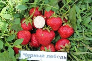 Клубника Черный лебедь
