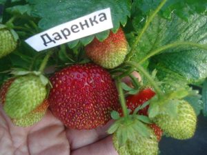Клубника Даренка