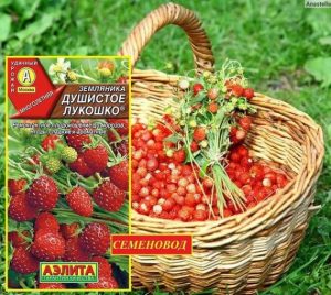 Клубника Душистое лукошко