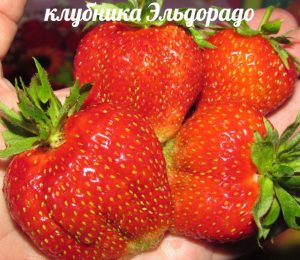 Клубника Эльдорадо