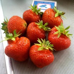 Клубника Элиане