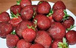 Вопрос про Клубника Элоди