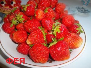 Клубника Фея