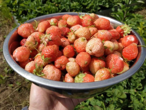 Клубника Финская розовая