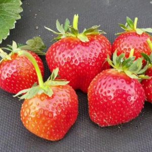 Клубника Флорентина