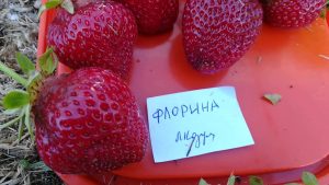 Клубника Флорина