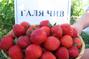 Клубника Галя Чив