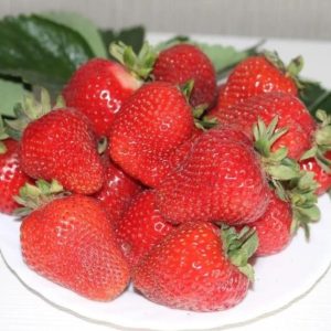 Клубника Гармония