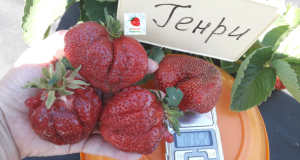Клубника Генри