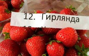 Клубника Гирлянда