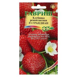 Клубника Грандиан