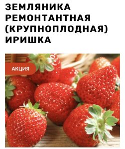 Клубника Иришка