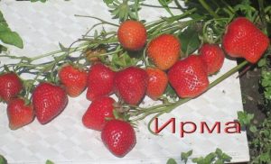 Клубника Ирма