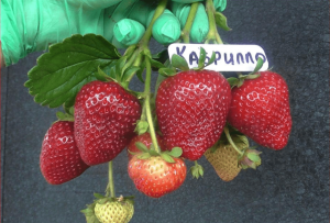 Клубника Кабрилло