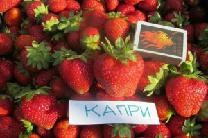 Клубника Капри