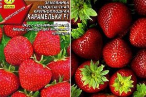 Клубника Карамельки