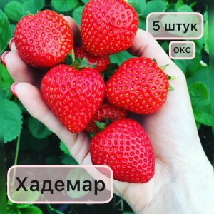 Клубника Хадемар