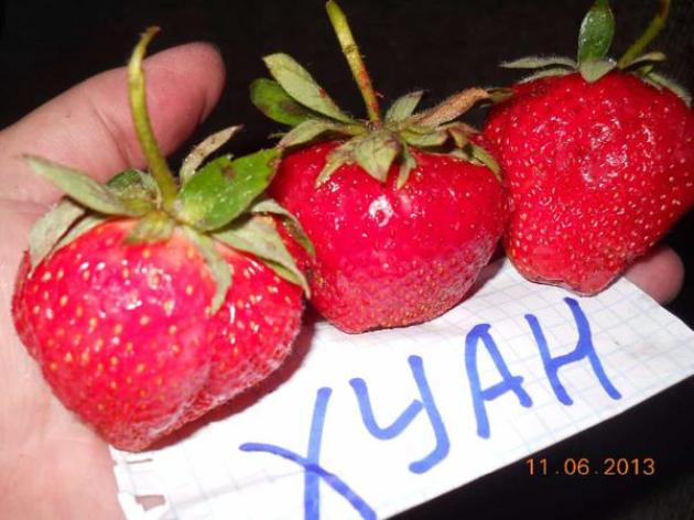Клубника Хуан