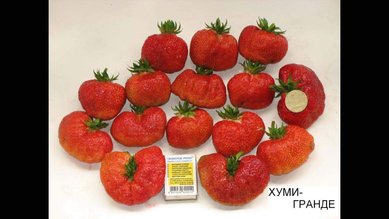 Клубника Хуми Гранде