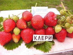 Клубника Клери