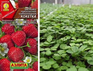 Клубника Кокетка