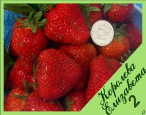 Клубника Королева Елизавета 2