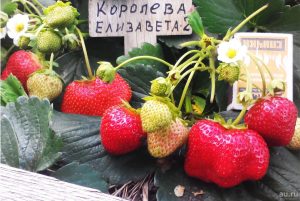 Клубника Королева Елизавета