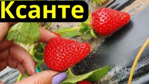 Клубника Ксанте