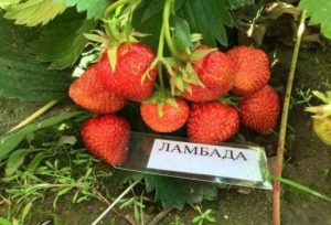 Клубника Ламбада
