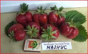 Клубника Магнус