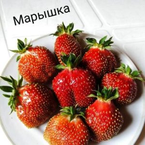 Клубника Марышка