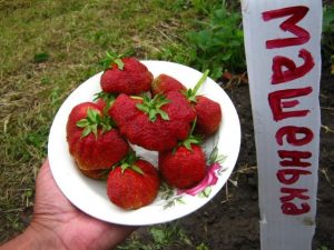 Клубника Машенька
