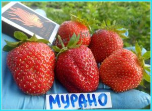 Клубника Мурано