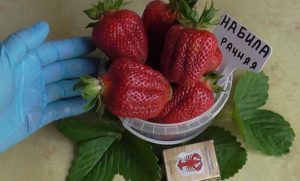 Клубника Набила