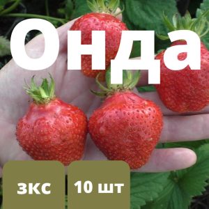 Клубника Онда