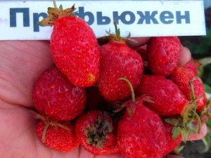 Клубника Профьюжен