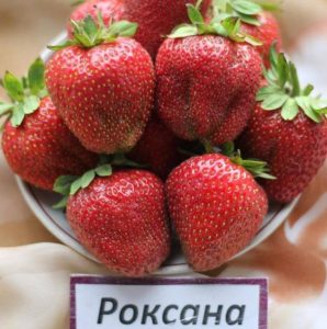 Клубника Роксана