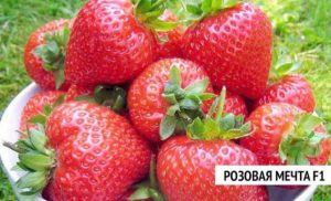 Клубника Розовая мечта