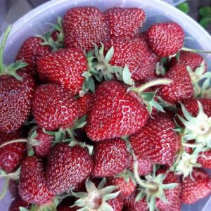 Клубника Рубиновый Кулон