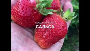 Клубника Сальса