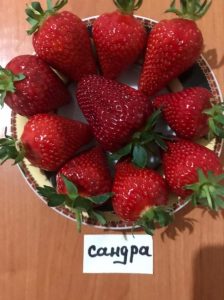 Клубника Сандра