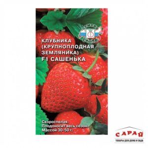 Клубника Сашенька