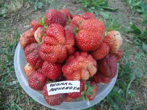 Клубника Шапка Мономаха