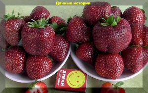 Клубника Сильвия
